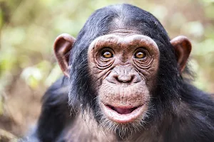 Ngamba Chimpanzee sanctuary on lake victoria image