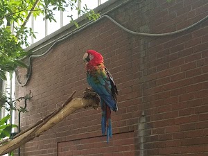 National Aviary - photo 25
