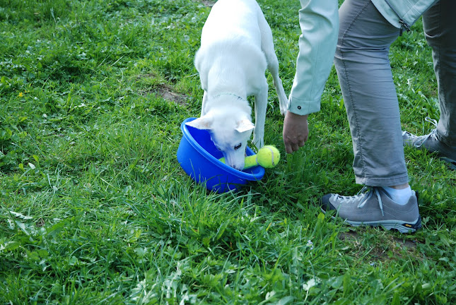 Hundeschule Smartdog-Training - Freienbach