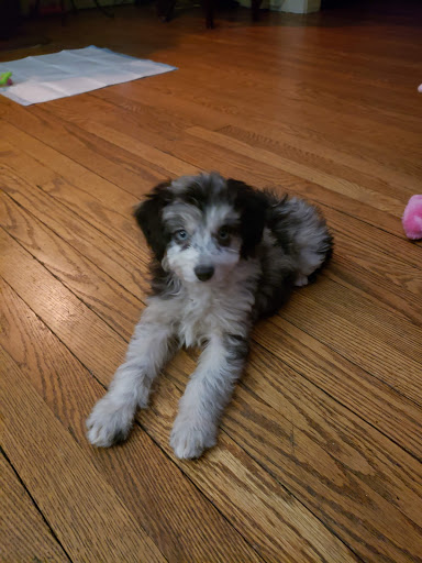 Pet Supply Store «PetSmart», reviews and photos, 1515 US-22, Watchung, NJ 07069, USA