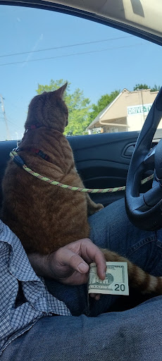 Pet Store «Pet Connection», reviews and photos, 1441 W State St, Alliance, OH 44601, USA