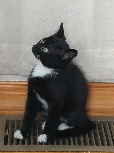 Pet Supply Store «Petco Animal Supplies», reviews and photos, 1060 U.S. 9, Parlin, NJ 08859, USA