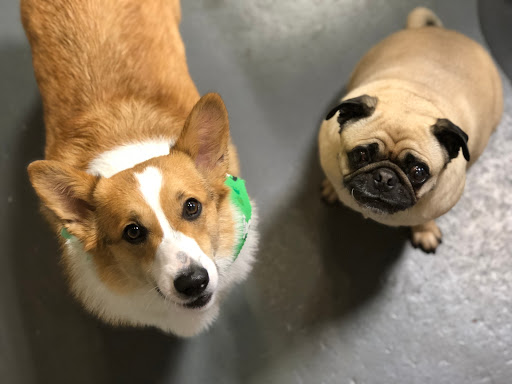 Pet Groomer «The Fetch House», reviews and photos, 130 W Washington St, Madison, GA 30650, USA