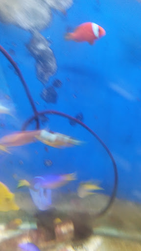 Pet Supply Store «Whiteway Pet Shop», reviews and photos, 950 Elizabeth Ave, Elizabeth, NJ 07201, USA