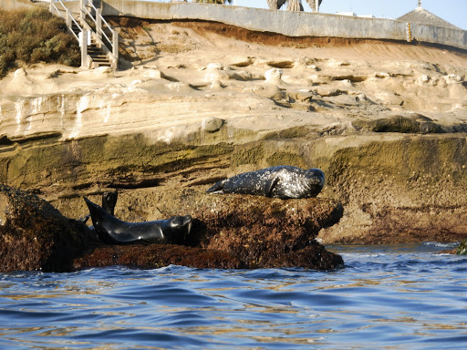 Sporting Goods Store «La Jolla Swim and Sport», reviews and photos, 1008 Torrey Pines Rd, La Jolla, CA 92037, USA
