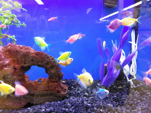 Pet Supply Store «Petco Animal Supplies», reviews and photos, 26209 104th Ave SE, Kent, WA 98030, USA