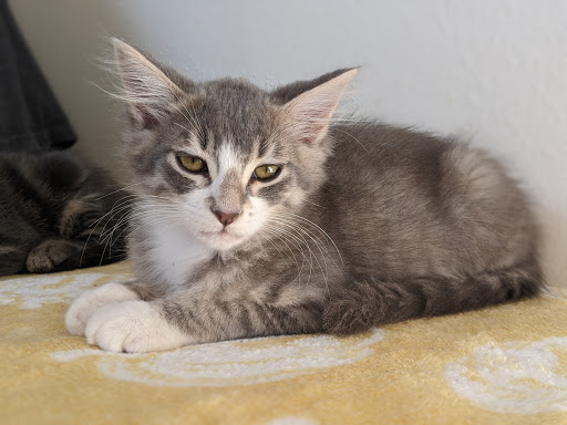 Thrift Store «Companion Animal Foundation», reviews and photos, 88 Sunnybrae Center, Arcata, CA 95521, USA