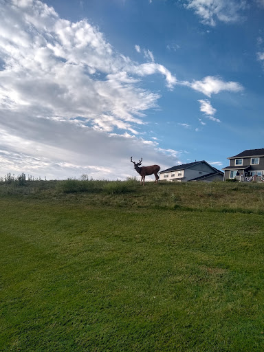 Golf Course «Red Hawk Ridge Golf Course», reviews and photos, 2156 Red Hawk Ridge Dr, Castle Rock, CO 80109, USA