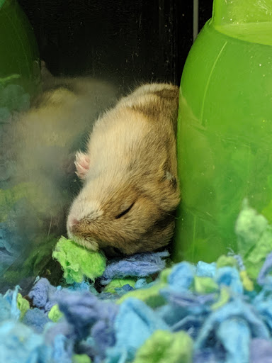 Pet Supply Store «PetSmart», reviews and photos, 7177 SE 29th St, Midwest City, OK 73110, USA