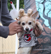 Kong's Pets & Grooming - Photo 7 - Car repair in Bell, CA, East Los Angeles