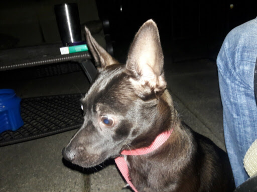 Pet Supply Store «Pet Supplies Plus», reviews and photos, 26230 Hoover Rd, Warren, MI 48089, USA