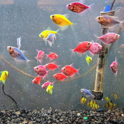 Pet Store «Pet Kingdom», reviews and photos, 2302 Central Ave, Kearney, NE 68847, USA