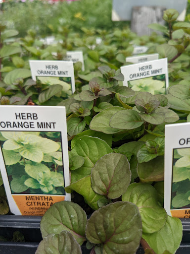 Wholesale Plant Nursery «Garden Fantasy», reviews and photos, 43250 Tyler Rd, Belleville, MI 48111, USA