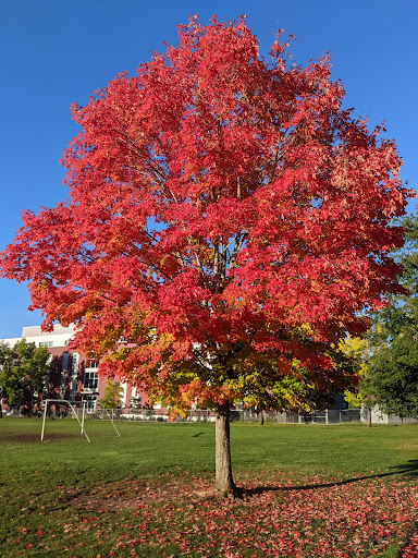 Park «Clinton City Park», reviews and photos, 5576 SE Division St, Portland, OR 97206, USA