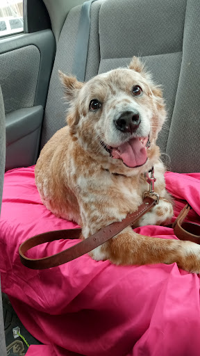 Pet Supply Store «PetSmart», reviews and photos, 865 Colusa Ave, Yuba City, CA 95991, USA