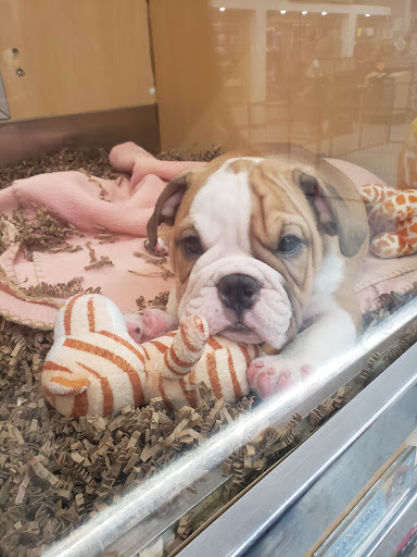 Pet Store «Animal Kingdom», reviews and photos, 5000 S Arizona Mills Cir, Tempe, AZ 85282, USA