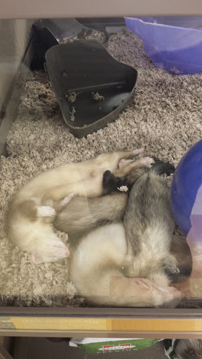 Pet Supply Store «Petco Animal Supplies», reviews and photos, 4030 N MacArthur Blvd #200, Irving, TX 75038, USA