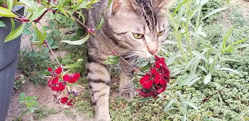 Pet Supply Store «Unleashed by Petco», reviews and photos, 2643 Tapo Canyon Rd c, Simi Valley, CA 93063, USA