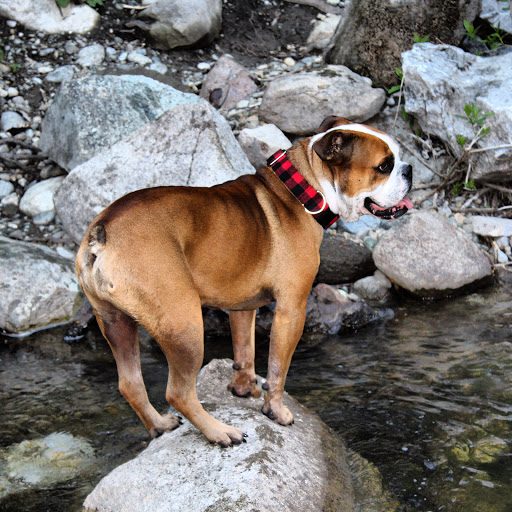 Thrift Store «Lucky Dog Clothing», reviews and photos, 8201 Greenwood Ave N, Seattle, WA 98103, USA