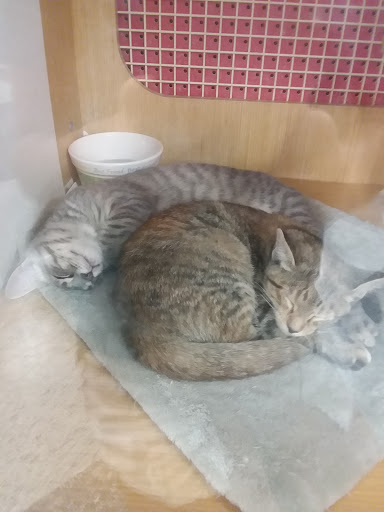 Pet Supply Store «Petco Animal Supplies», reviews and photos, 10060 US Highway 40 G-150, Ellicott City, MD 21042, USA