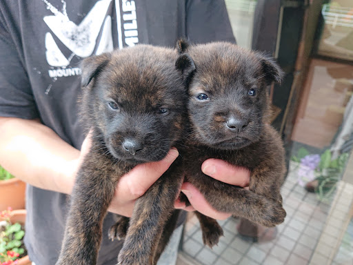 おがわん株式会社(甲斐犬・御殿山犬舎)