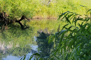 Stevens Park Pond