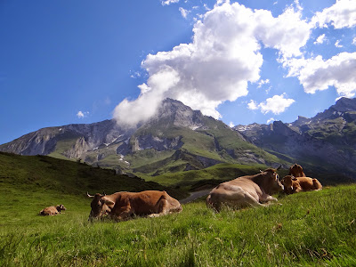 Fromage des Pyrénées: Ferme de pépé Marcel - Catherine Montauban à ARBEOST-SOULOR 65 à Arbéost