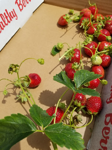 Produce Market «Miller Farms», reviews and photos, 10140 Piscataway Rd, Clinton, MD 20735, USA