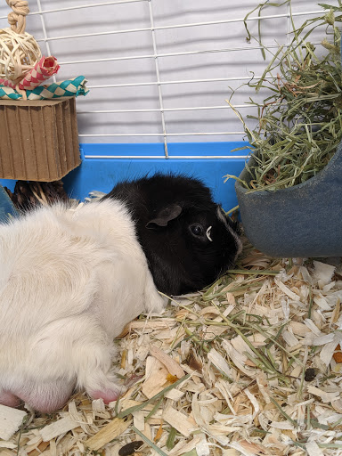 Pet Supply Store «PetSmart», reviews and photos, 3995 Welsh Rd, Willow Grove, PA 19090, USA