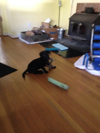 Pet Supply Store «Petco Animal Supplies», reviews and photos, 6720 Fox Centre Pkwy, Gloucester Courthouse, VA 23061, USA