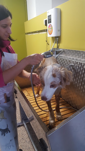 Pensioni per cani e dog hotel a Toelettatura Happy Splash di Gloria Masaro