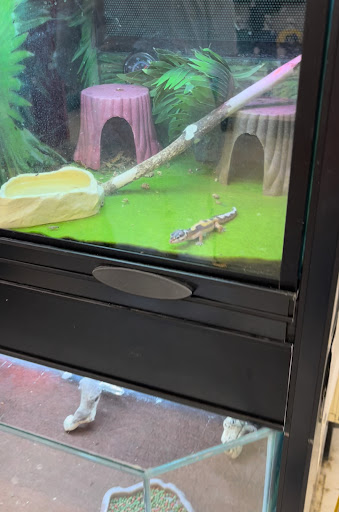 Pet Supply Store «PetSmart», reviews and photos, 278 New Britain Ave, Plainville, CT 06062, USA