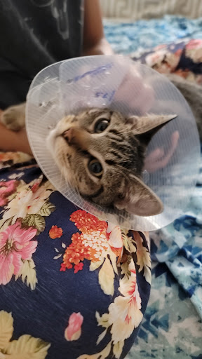 Surfside Animal Hospital image