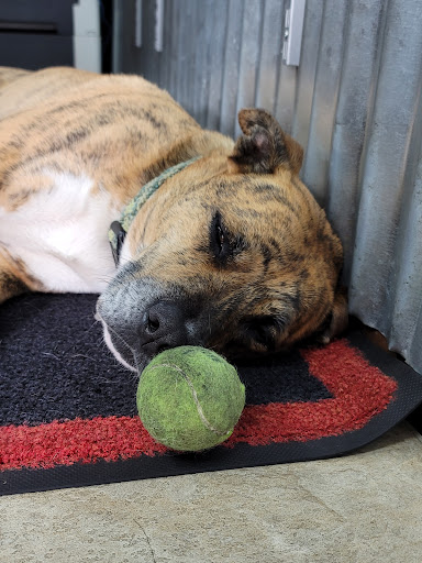 Auto Repair Shop «Hahn Automotive», reviews and photos, 940 N Dutton Ave, Santa Rosa, CA 95401, USA