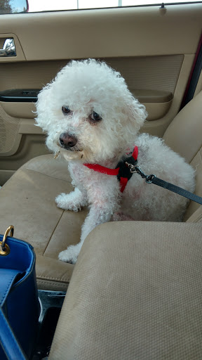 Pet Store «Dog Wash Etc», reviews and photos, 1037 Forest Ave, Portland, ME 04103, USA