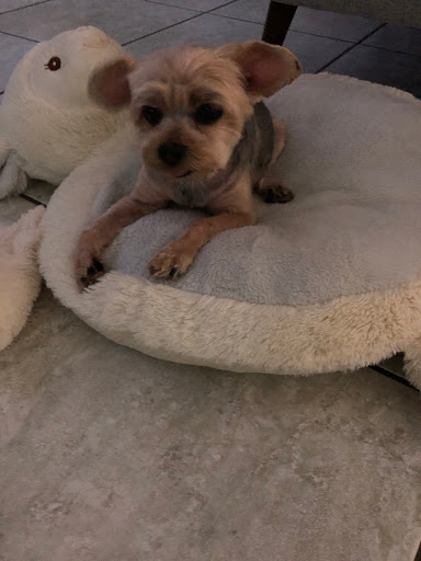 Pet Supply Store «PetSmart», reviews and photos, 1775 Alameda St, Compton, CA 90220, USA