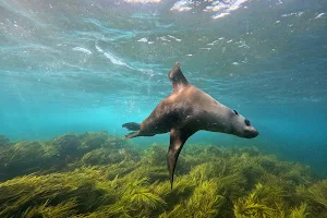 Underwater Safaris image