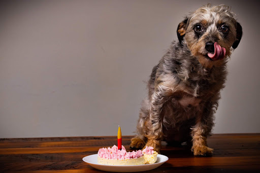 Pet Supply Store «Stately Pet Supply», reviews and photos, 515 S State St, Clarks Summit, PA 18411, USA