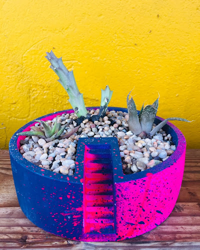 Opiniones de Suculentas y Cactus Chile en Puente Alto - Centro de jardinería