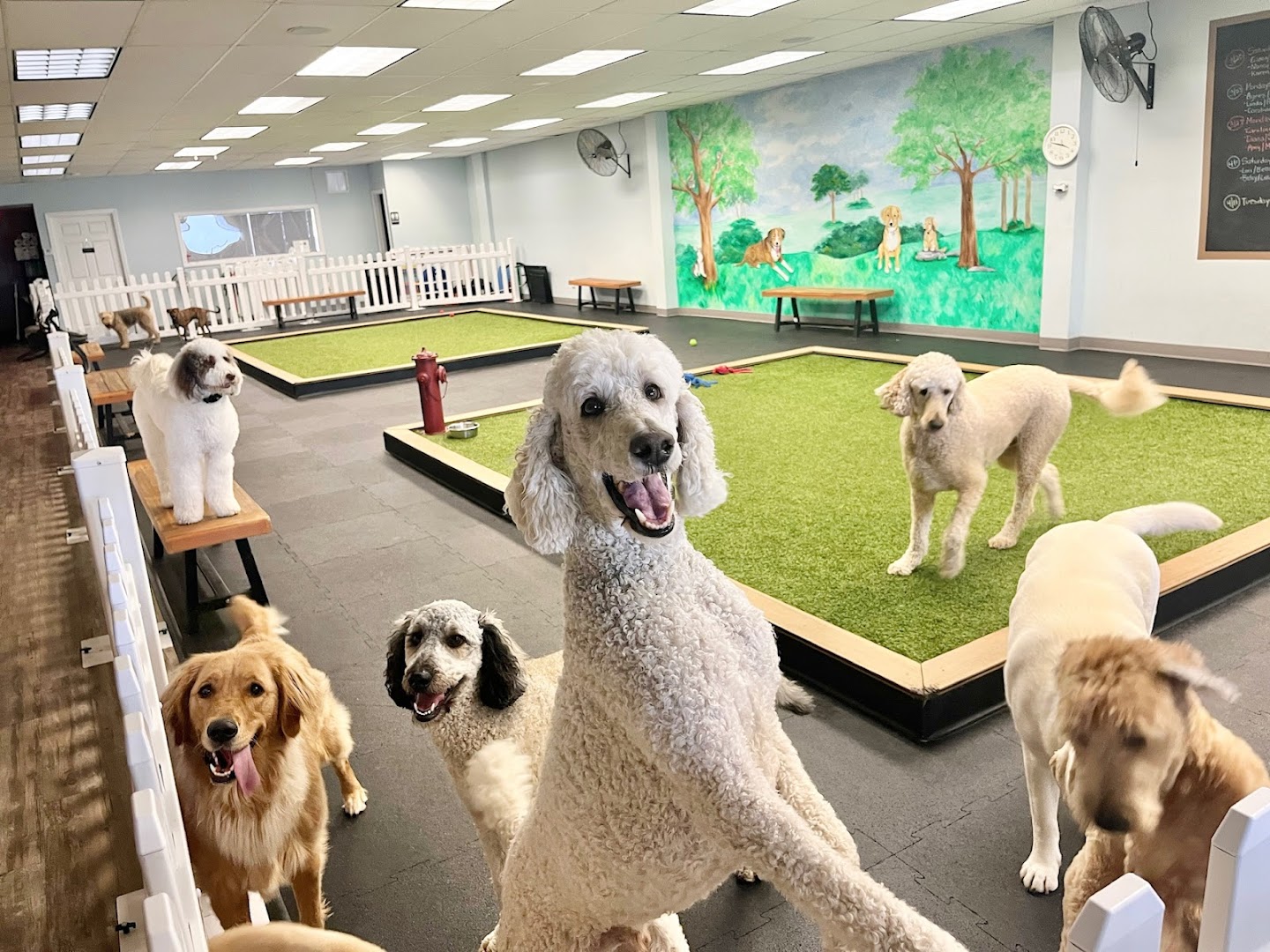 PawSessions Dog Training, Socialization and Event Center of Long Island