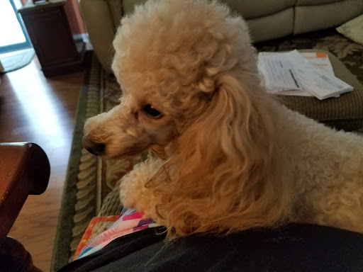 Pet Supply Store «For Pets Sake», reviews and photos, 2576 Montgomery Hwy # 6, Dothan, AL 36303, USA