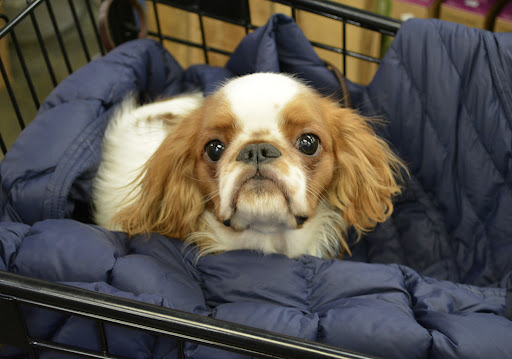 Pet Supply Store «The Natural Pet Enrichment Center», reviews and photos, 6720 Royalton Rd, North Royalton, OH 44133, USA