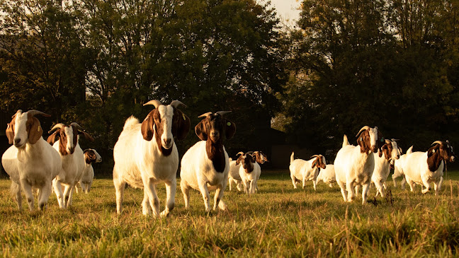 Reviews of The Gourmet Goat Farmer in Swindon - Butcher shop