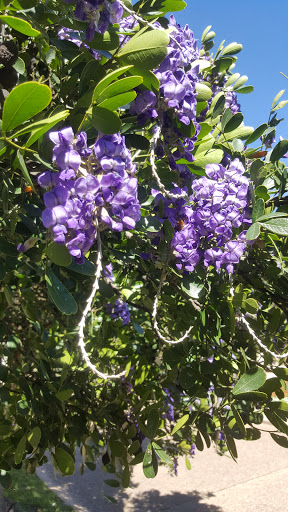 Historical Landmark «Littlefield Fountain», reviews and photos, 201 W 21st St, Austin, TX 78705, USA