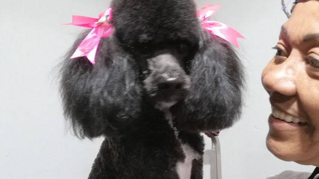 Peluquería Canina Mister Au Au