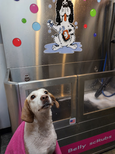 Pet Groomer «Belly scRubs Self Service Pet Wash», reviews and photos, 119 WV-34 #1, Hurricane, WV 25526, USA