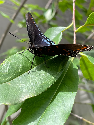 Botanical Garden «Beech Creek Botanical Garden & Nature Preserve», reviews and photos, 11929 Beech St NE, Alliance, OH 44601, USA