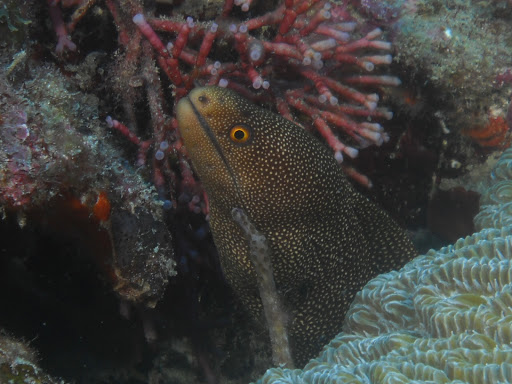 Dive Shop «Dive Shop Kissimmee», reviews and photos, 4916 W Irlo Bronson Memorial Hwy, Kissimmee, FL 34746, USA