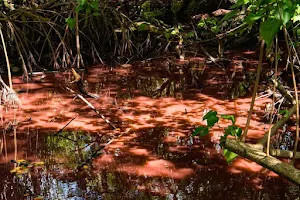 Mangrove Rose de Trinité image