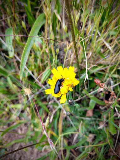 Nature Preserve «Tiburon Uplands Preserve», reviews and photos, 3079 Paradise Dr, Belvedere Tiburon, CA 94920, USA